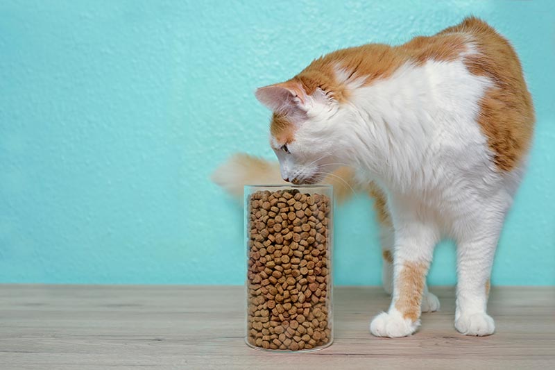 cat smelling jar with cat food