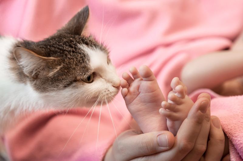 cat smelling the newborn baby's feet