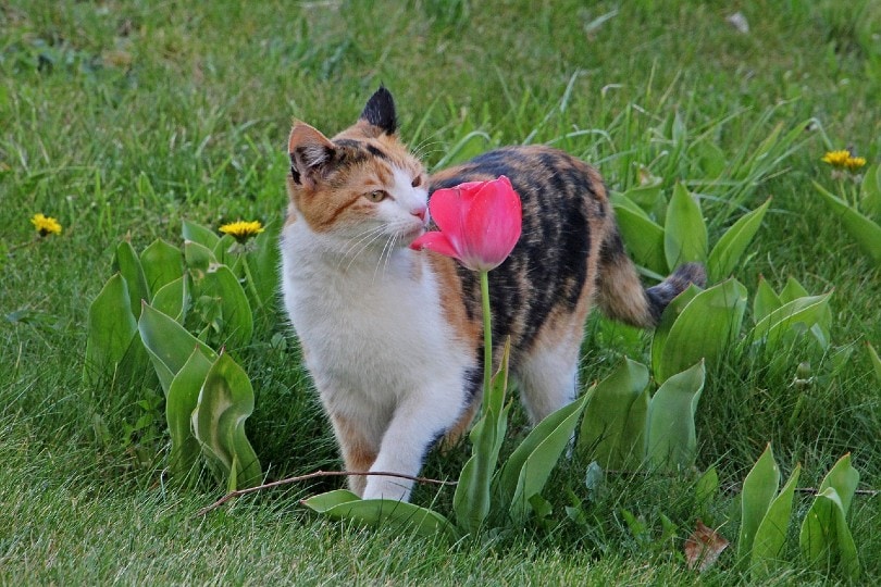 cat smelling tulips at the garden