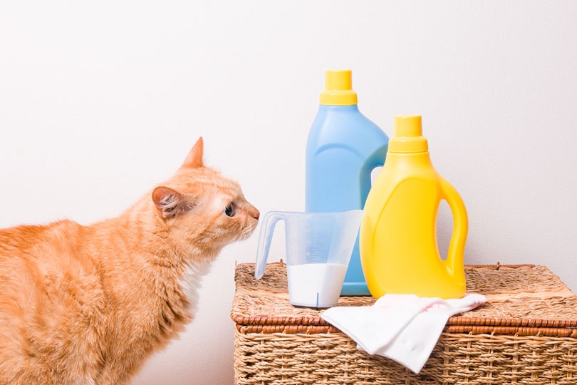 cat sniffs detergent in a measuring cup