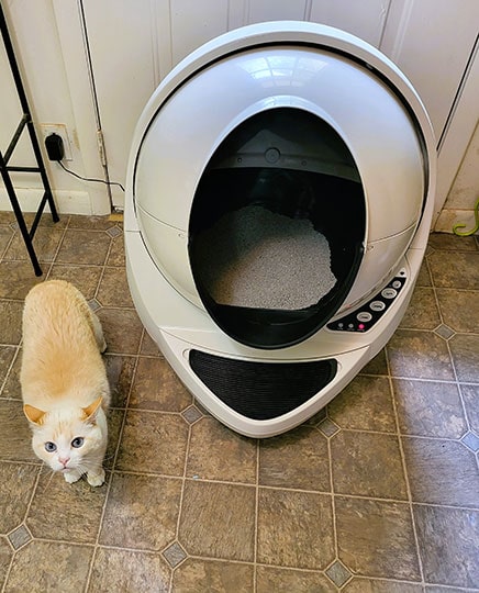 cat standing near the litter-robot 3 connect