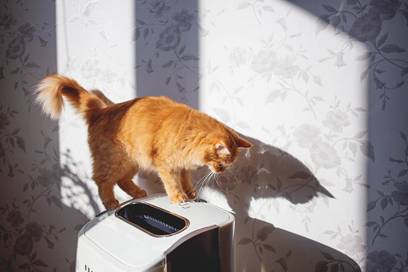 cat standing on top of air purifier