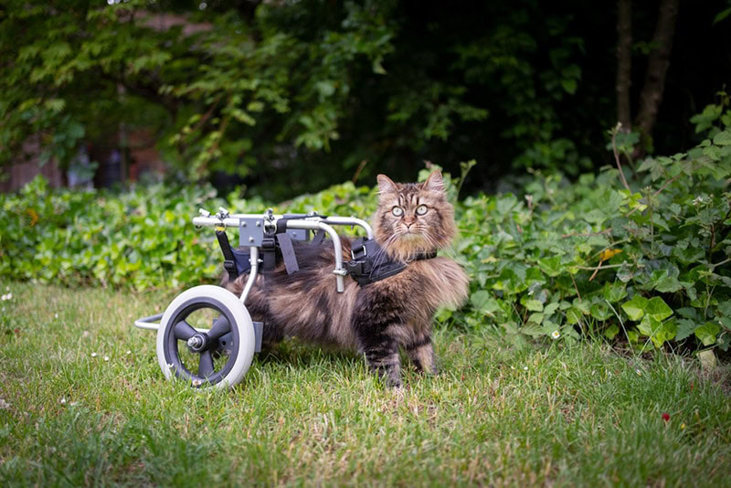 cat standing outdoors with wheelchair