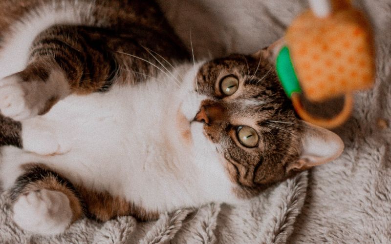 cat staring up at a toy
