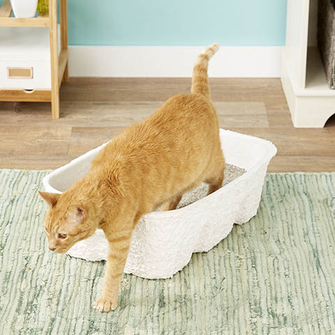 cat stepping out of Nature's Miracle Disposable Cat Litter Box