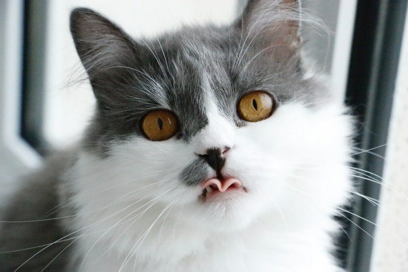 cat-sticking-its-tongue-out-7391540