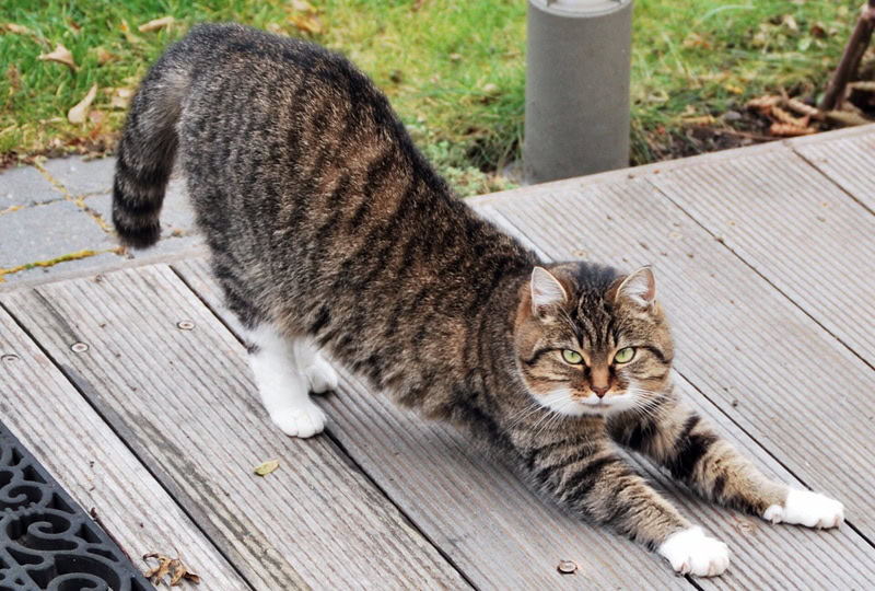 cat stretching in the wood