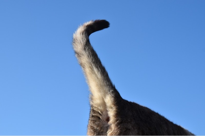 cat tail closeup