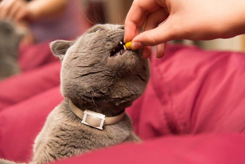 cat taste a pill