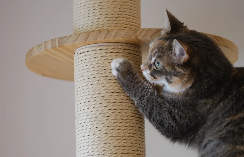 cat using a scratching post covered with sisal rope