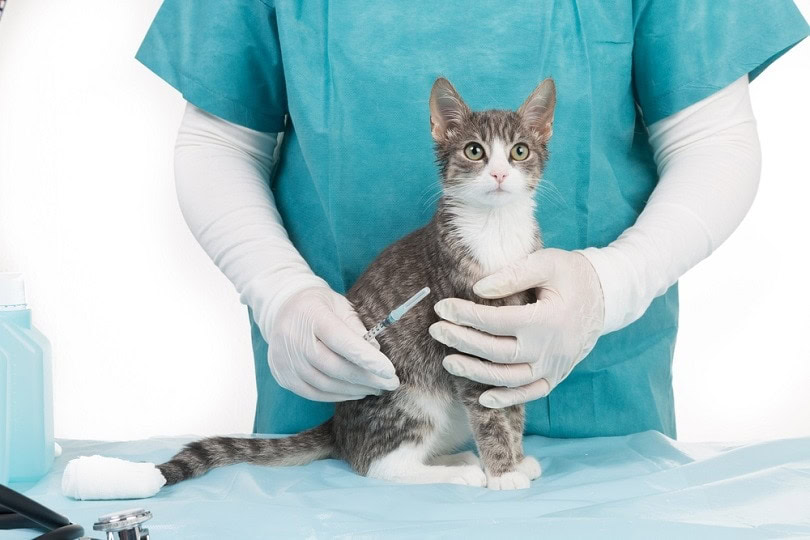 cat vaccination