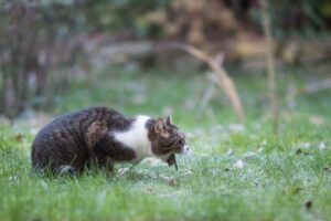 Why Does My Cat Throw Up After Eating? 9 Vet-Reviewed Reasons The Vet