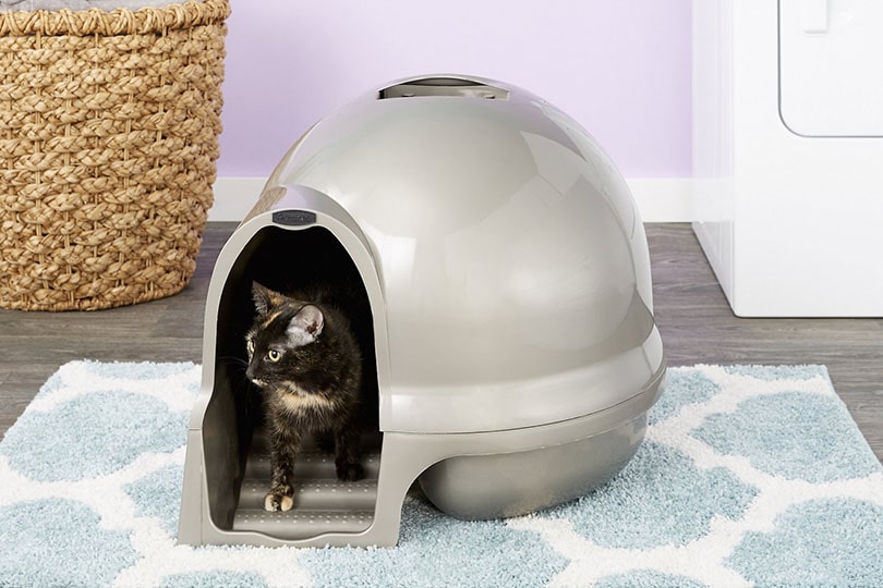 cat walking out from a dome shaped cat litter box