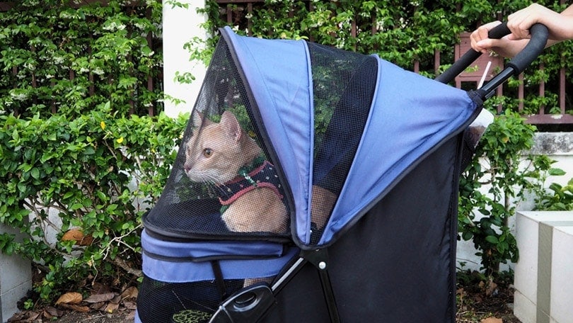 cat-wearing-cat-harness-inside-pet-stroller