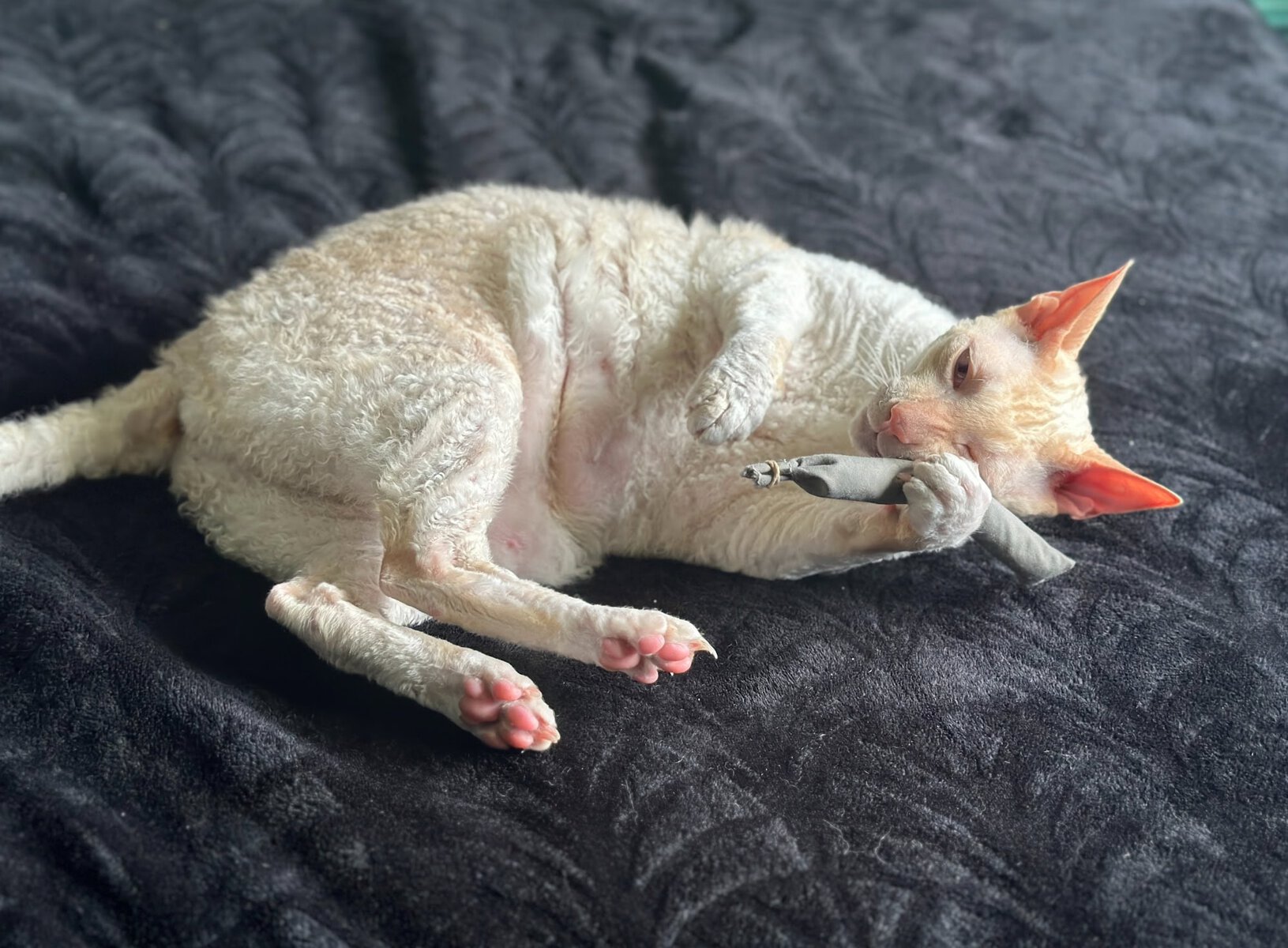 cat with Hepper Catnip Toy