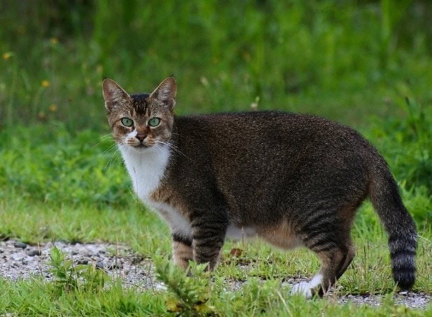 cat with belly pouch outside in the fields