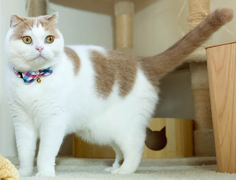 cat with collar at home