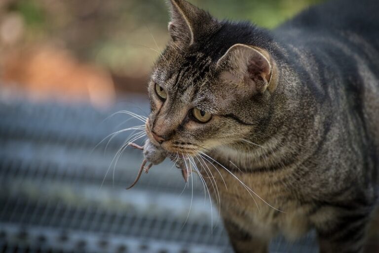 How To Stop A Cat From Bringing Dead Mice Home Photo Inspiration