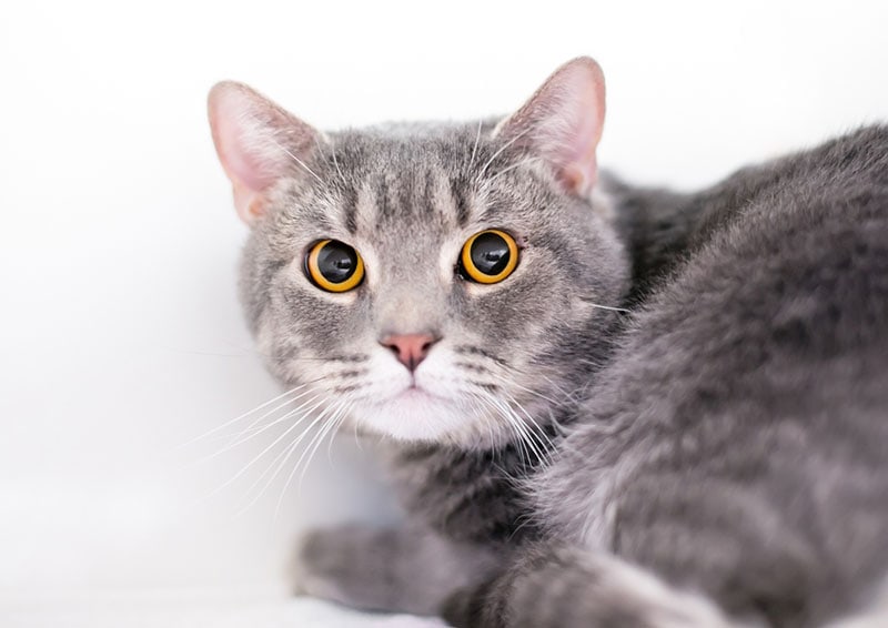 cat with dilated pupils