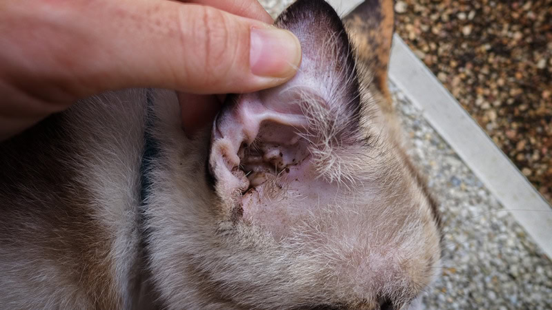 cat with ear yeast infection