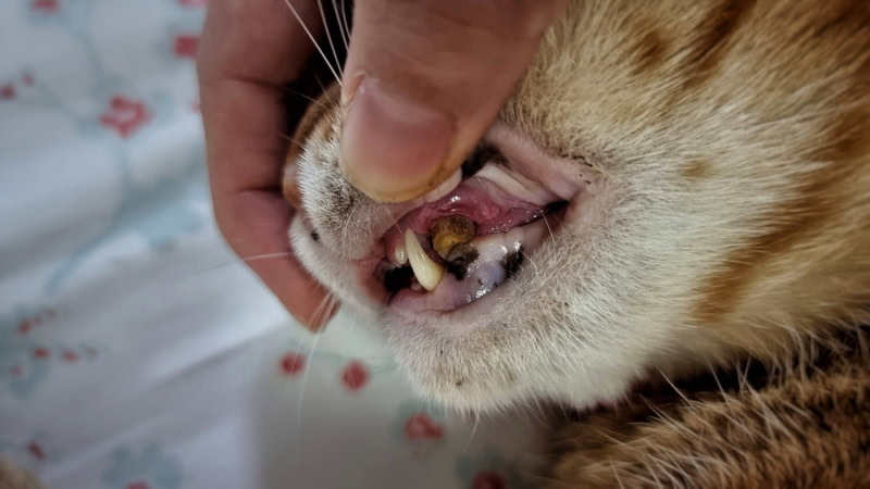 cat with fractured teeth
