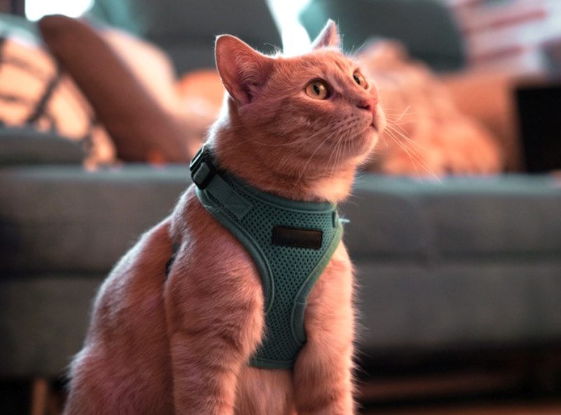 cat with harness on sitting on the floor