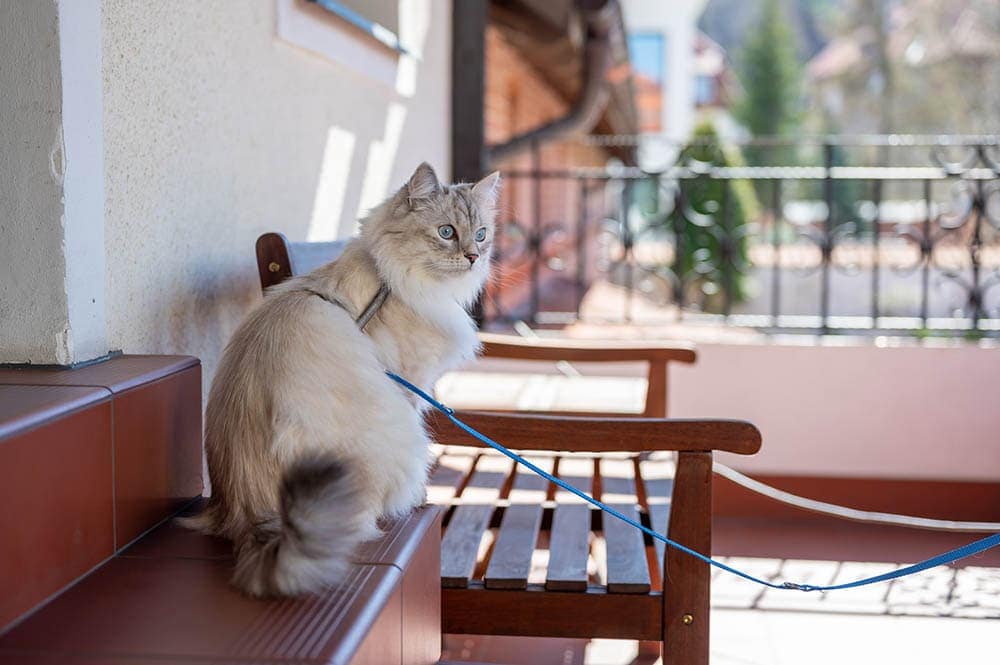 cat with leash on a balcony