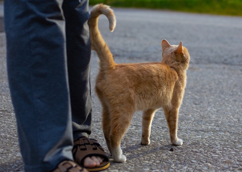 cat with lifted tail