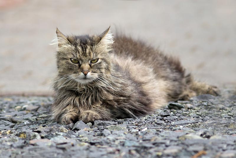 cat with matted fur lying on the ground