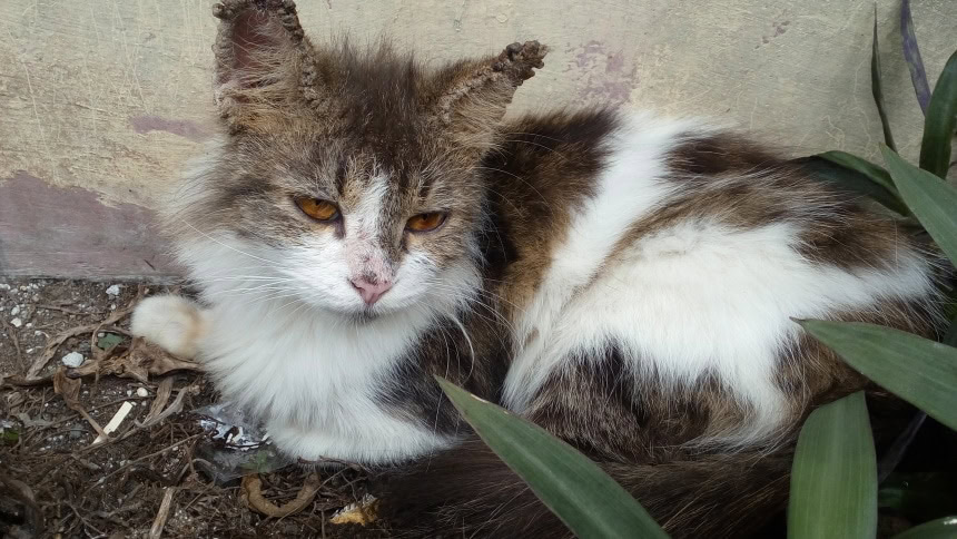 cat with scabies on its ears