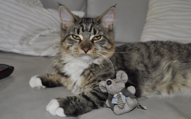 cat with toy lying on the couch