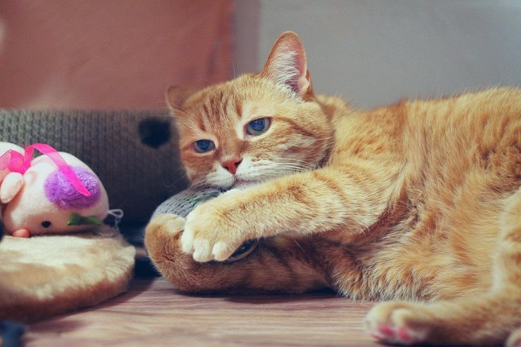 cat with toys