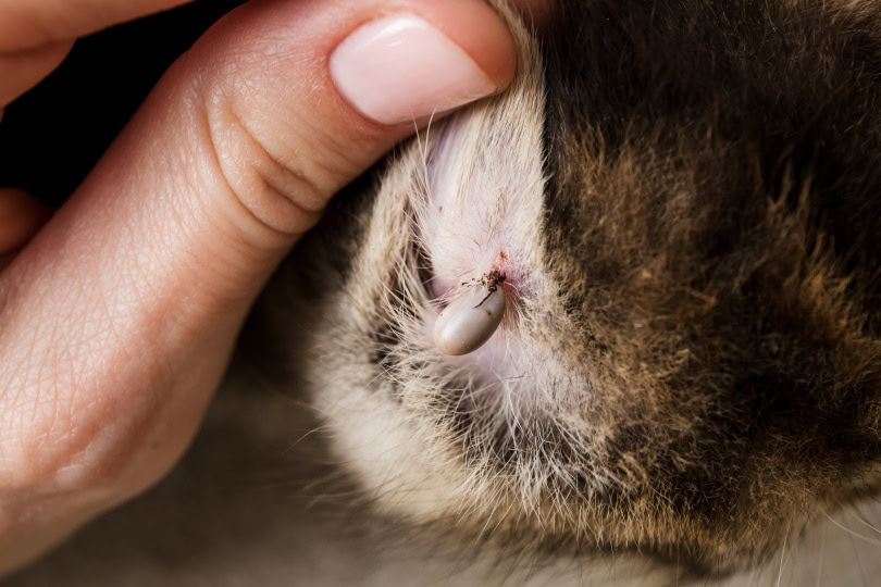 cat's ear with tick