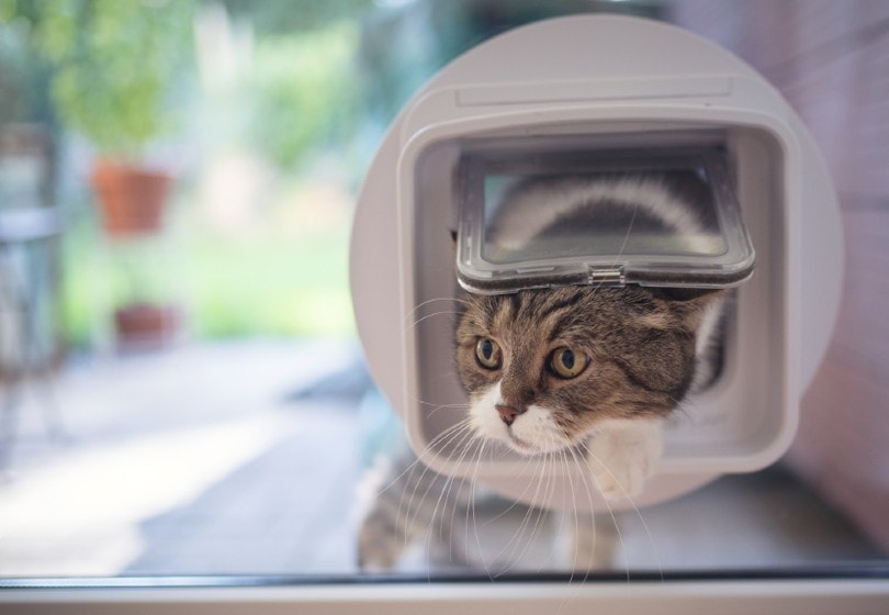 cat's head on microchip cat flap