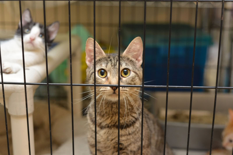 cats in animal shelter