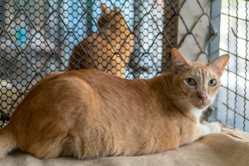 cats in cages in a shelter