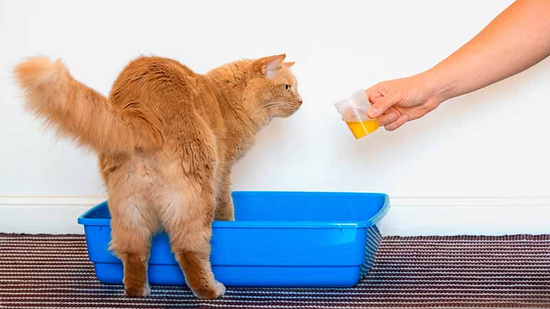 cats owner taking a urine sample