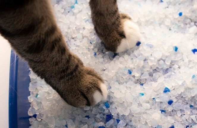 cats paws in crystal litter