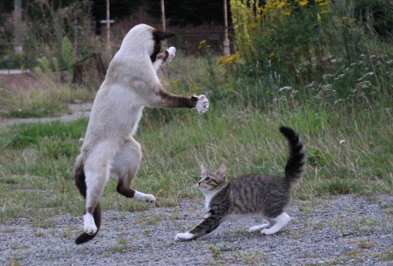 cats playing on the ground
