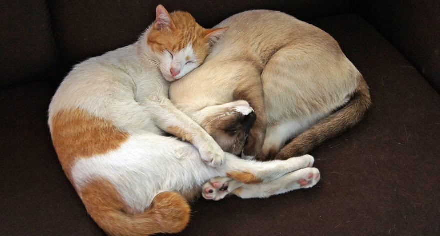 cats sleeping together