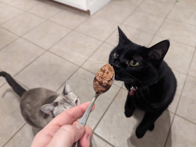 cats waiting to be fed with iams wet food