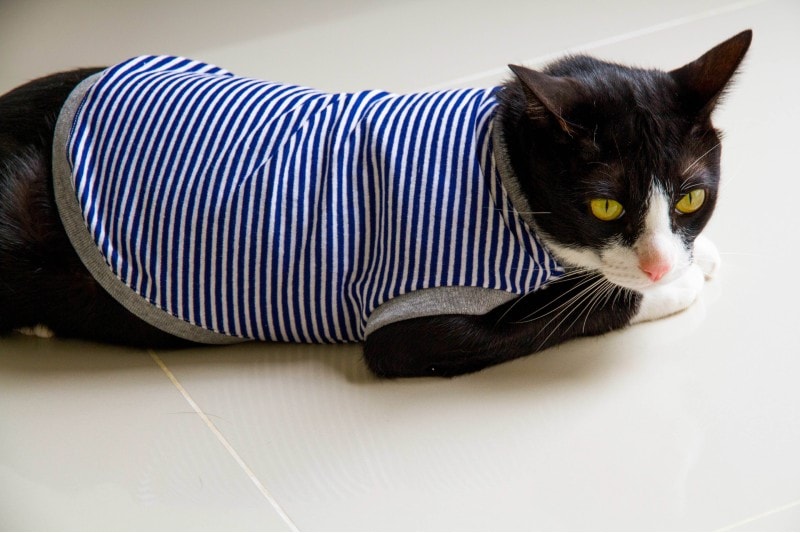 cats wear Stripes T-shirts