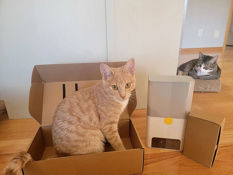 cats with opened petcube bites 2 lite box