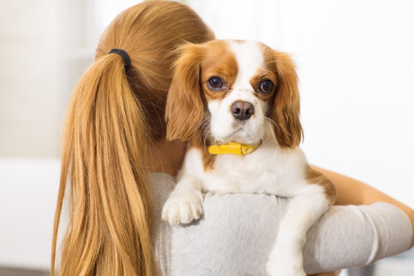 cavalier king charles spaniel in the hands of his female owner