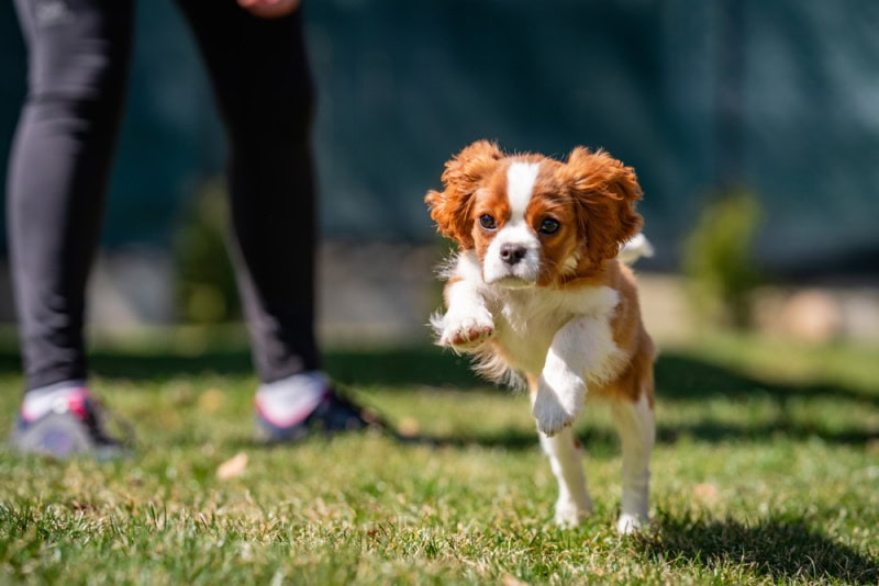cavalier king charles spaniel training outdoor_