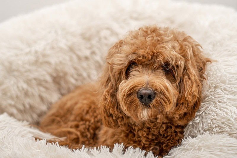 cavapoo lying on its dog bed