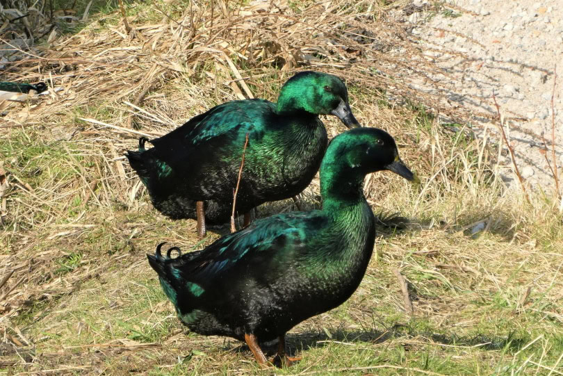 cayuga ducks