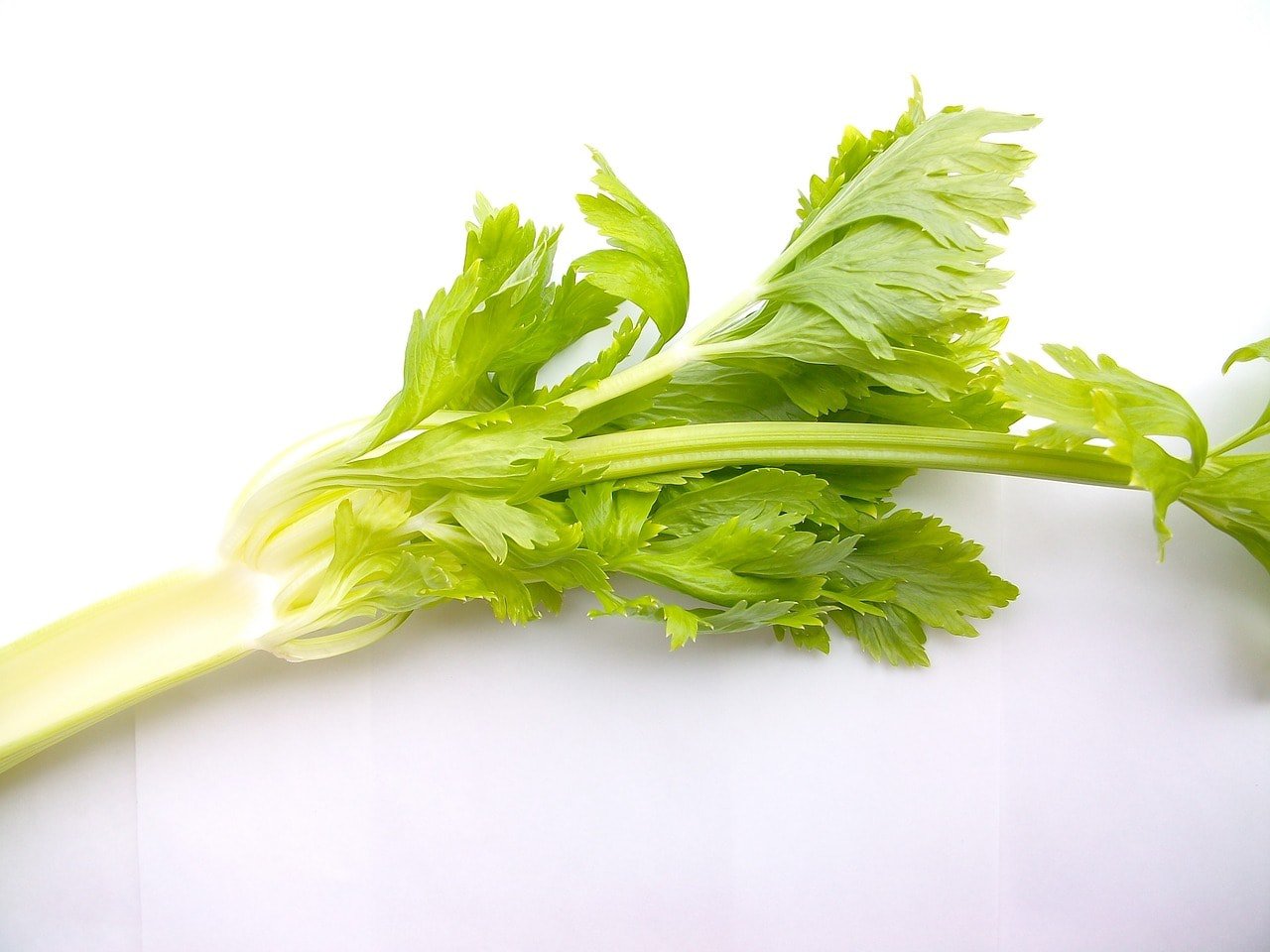 celery in white background