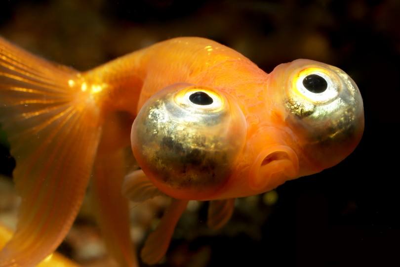 celestial eye goldfish