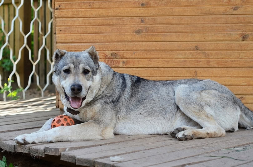 central asian shepherd playing a ball